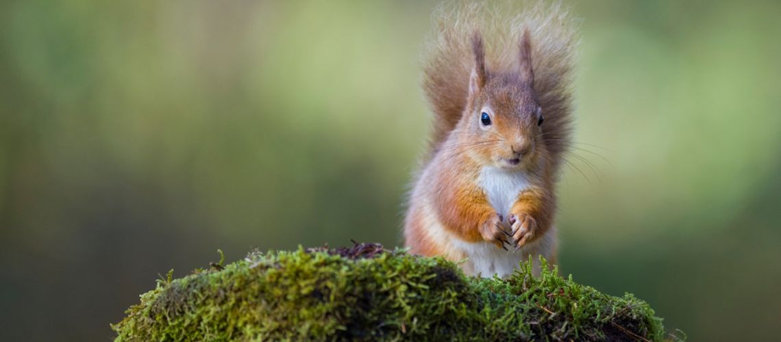 A good clause for red squirrels