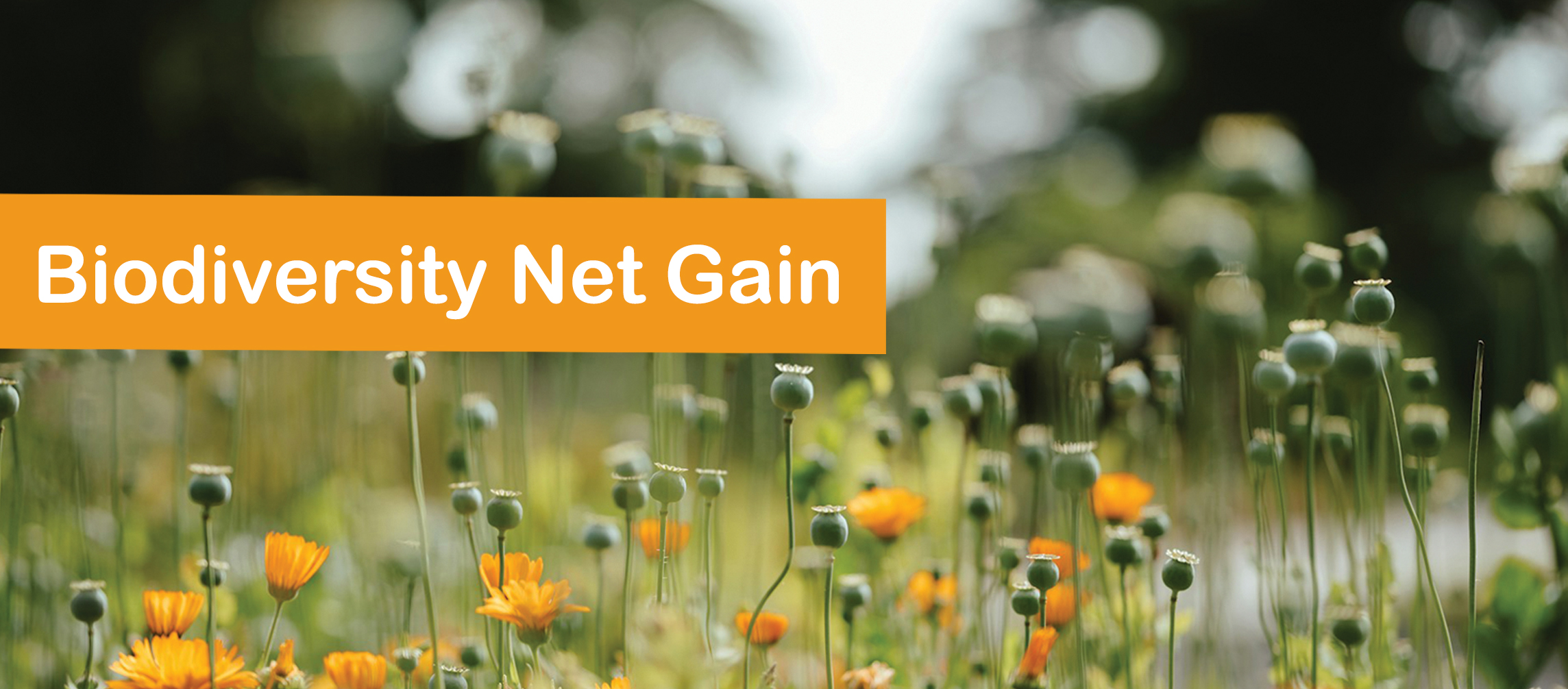 ​Biodiversity Net Gain – The Change Underfoot