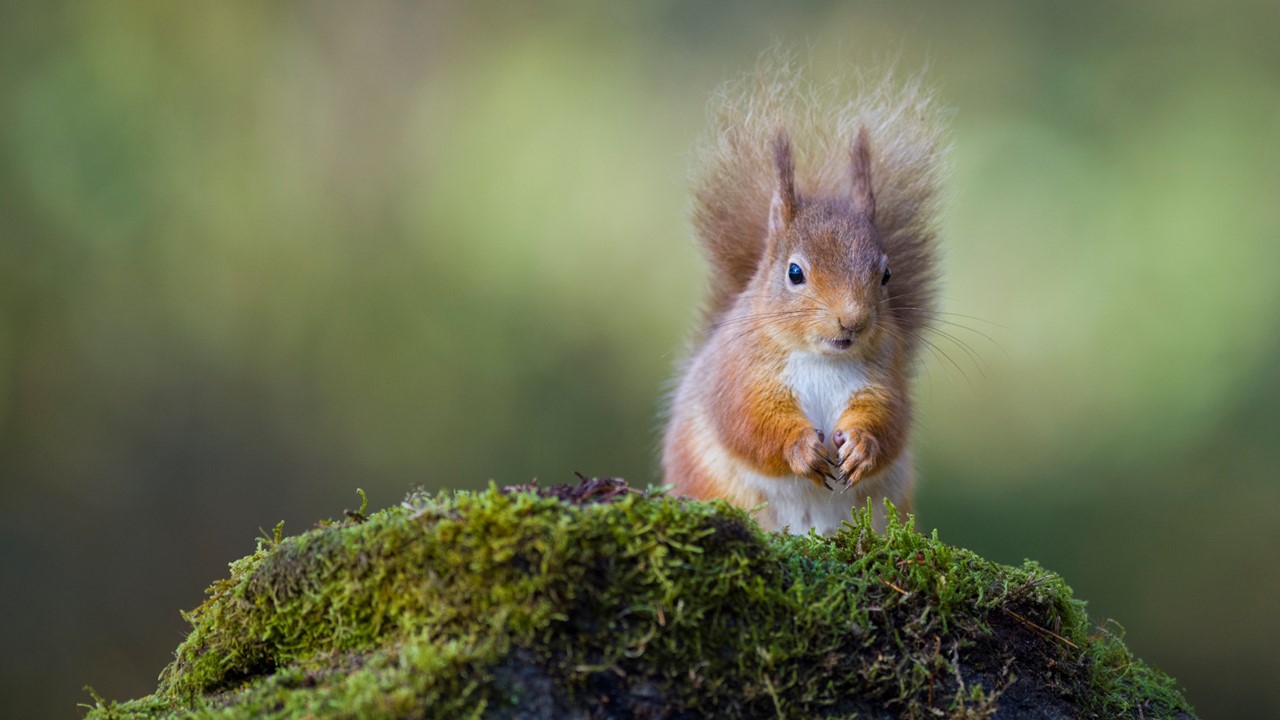 A good clause for red squirrels