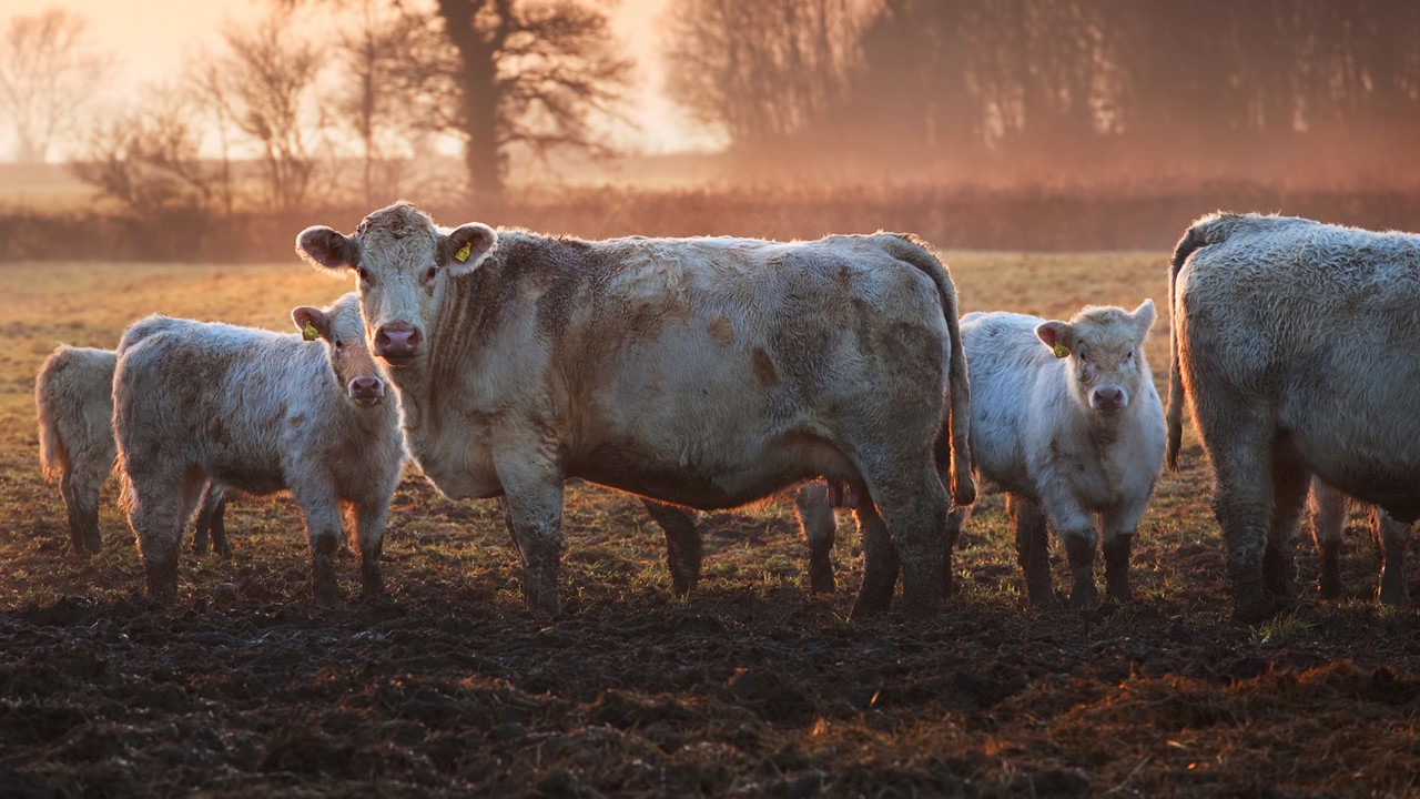 Compost for Animal Bedding